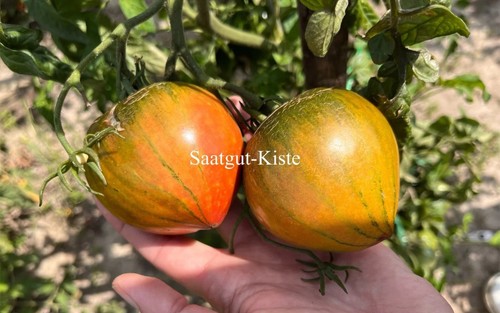 Tomate taiga tomatensamen - taiga,,