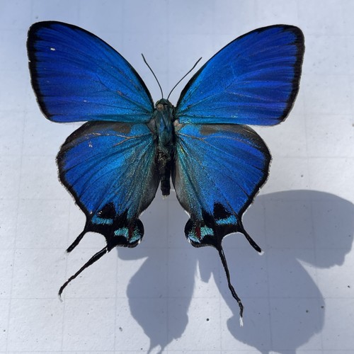 Entomologie*Thecla
