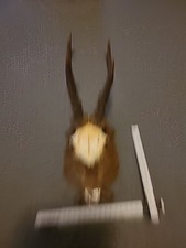Hirschgeweih Gehörn Geweih Reh Bock Hirsch Grandeln Trophäe Deko Holz Brett Nr 6