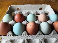 🖤 TOP  - (Keine) Bruteier