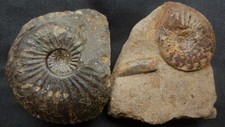 Fossilien Ammonit Jura Lias