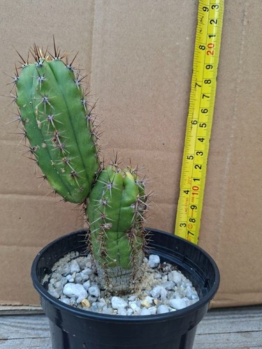 San pedro kaktus kakteen - pedro,