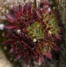 Sempervivum, Dachwurz, Sorte
