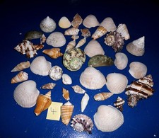 Muscheln Muschelmix
