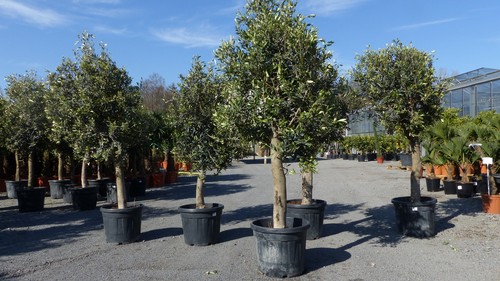 Olivenbaum olive 170 180 - olivenbaum,