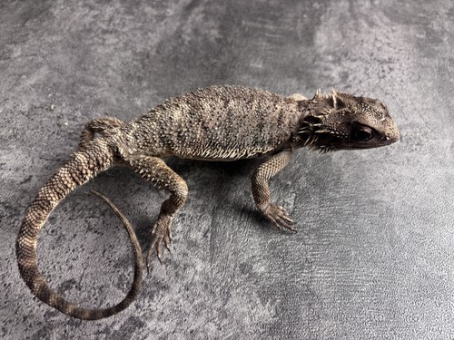 Pogona vittizeps kiefer - pogona,