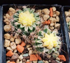 Ariocarpus Astrophytum -