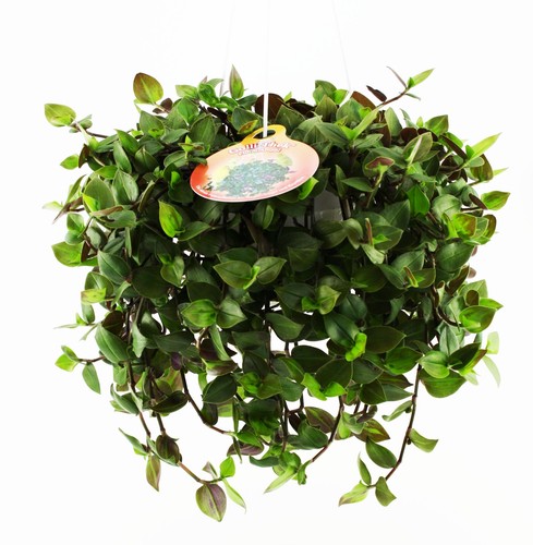 Flumi ampel tradescantia - flumi,