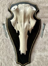 Rothirschschädel auf