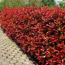 Glanzmispel Camilvy - Photinia