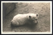 Kleiner Eisbär auf dem Boden liegend, in Svalbard, Ansichtskarte 
