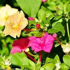 Traumhaft schöne Wunderblume Mirabilis jalapa 10 Samen