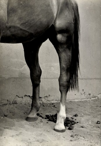 Foto pferd pferdehufe tier - foto, pferd,