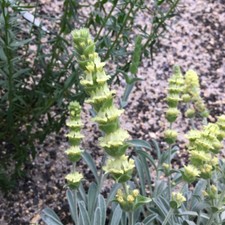 Griechischer Bergtee Sideritis syriaca Syrisches Gliedkraut Hummelbar Teepflanze