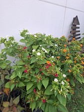 Wunderblume mirabilis - wunderblume,