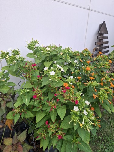 Wunderblume mirabilis - wunderblume,