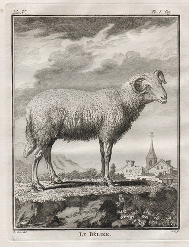Ram bélier sheep schaf schafe - ram,