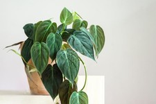 Philodendron Micans Live Plant