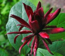 Echter Gewürzstrauch Calycanthus floridus Nelkenpfeffer 3 Samen exotische Blüten