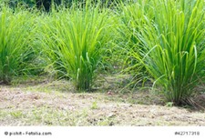 Zitronengras Lemongras Cybopogon flexuosus 50 frische Samen