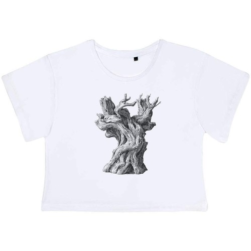 Old olive tree trunk - olive, damen