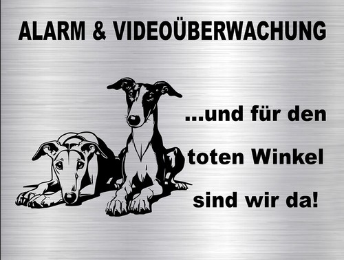 Galgos windhund - galgos,