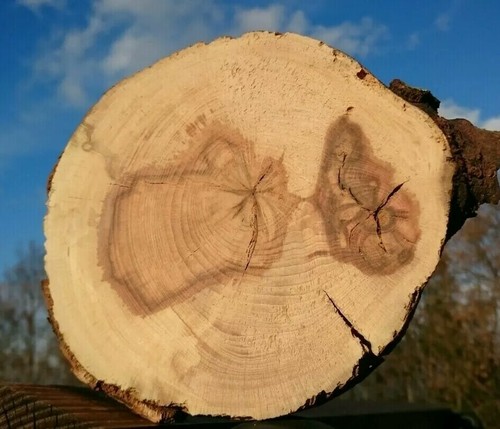 Baumscheibe holzscheibe buche - holzscheibe,