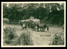 Heu machen mit Pferdewagen in