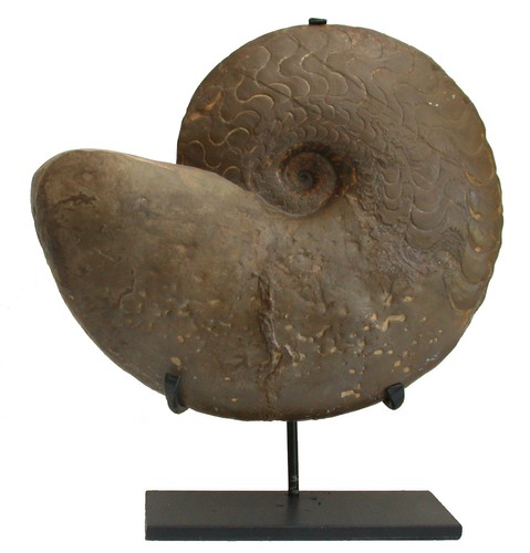 Trias discoceratites - trias,
