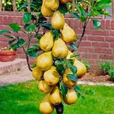 Säulen-Birnenbaum Saphira -