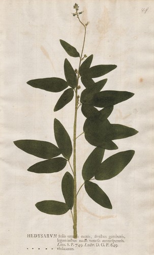Hedysarum süßklee sweetvetch - hedysarum,