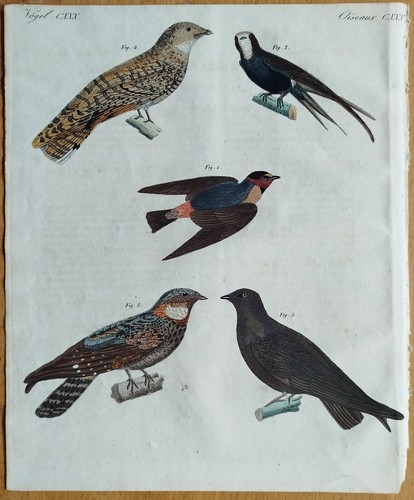 Vögel schwalbe ziegenmelker - vögel,
