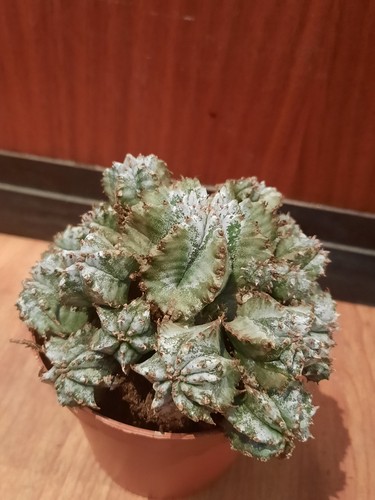 Euphorbia horrida alba - euphorbia,