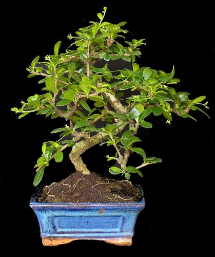 Bonsai carmona microphylla - carmona,