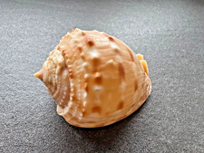 Cassis tessellata 68,0 mm –