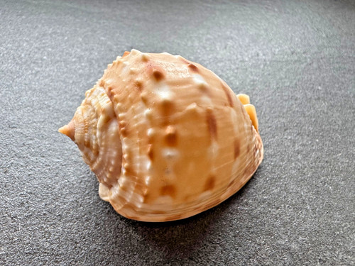 Cassis tessellata - mm, –