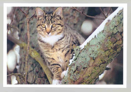 Postkarte katze neu - postkarte,