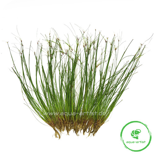 20x eleocharis vivipara - eleocharis,