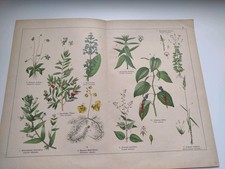 Antiker botanischer Druck 1887
