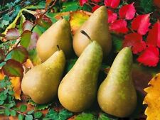 Birne CONFERENCE 100-120 cm hoch