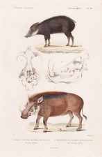 Warzenschwein warthog Pekari