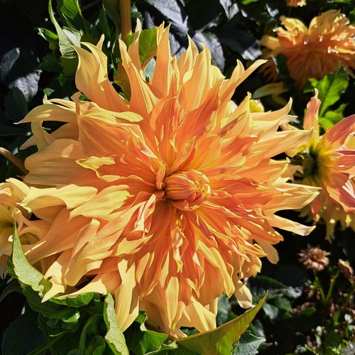 Dahlien - @,