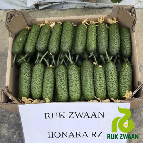Samen gurken ilonara f1 - samen,