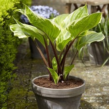 Funkie Hosta Knolle