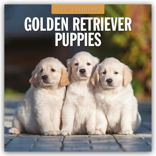 Golden retriever puppies - puppies,