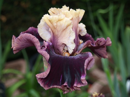 Schwertlilie iris shared - schwertlilie,
