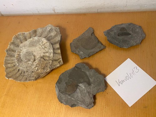 Konvolut fossilien ammoniten - 3,