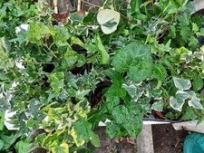 9×  Efeu Hedera helix   Bodendecker- Kletterpflanzen 15/ 20cm Winterhart