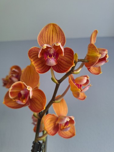 Phalaenopsis bologne tamara - bologne/tamara, 2