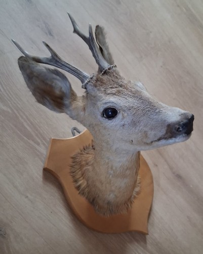Rehbock kopfpräparat - rehbock,